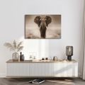 OBRAZ MAJESTÁTNÍ SLON V SAVANĚ - OBRAZY SLONI - OBRAZY