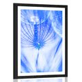 POSTER MIT PASSEPARTOUT PUSTEBLUME IN BLAU - BLUMEN - POSTER