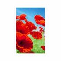 POSTER MOHNBLUMEN AUF DER WIESE - BLUMEN - POSTER