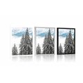 POSTER SNOWY PINE TREES - NATURE - POSTERS