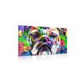 OBRAZ POP-ART BULDOČEK - OBRAZY - TOTÁLNÍ VÝPRODEJ 🔥