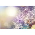 CANVAS PRINT DETAILED VIEW OF A DANDELION - PICTURES FLOWERS - PICTURES