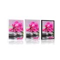 POSTER ORCHID WITH A TOUCH OF RELAXATION - FENG SHUI - POSTERS