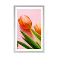 POSTER WITH MOUNT ELEGANT TULIP - FLOWERS - POSTERS