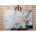 CANVAS PRINT WHITE LILY FLOWER ON AN ABSTRACT BACKGROUND - PICTURES FLOWERS - PICTURES