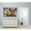 CANVAS PRINT AFRICAN LION IN SEPIA - BLACK AND WHITE PICTURES - PICTURES