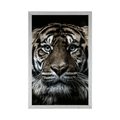 AFFICHE TIGRE - LES ANIMAUX - AFFICHES