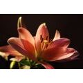 SELF ADHESIVE WALL MURAL LILY ON A BLACK BACKGROUND - SELF-ADHESIVE WALLPAPERS - WALLPAPERS