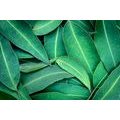 SELF ADHESIVE WALL MURAL EUCALYPTUS LEAVES - SELF-ADHESIVE WALLPAPERS - WALLPAPERS