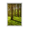 POSTER MORGEN IM WALD - NATUR - POSTER