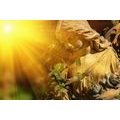 CANVAS PRINT ANGEL WITH SUN RAYS - PICTURES OF ANGELS - PICTURES