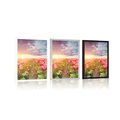 POSTER SUNRISE OVER A MEADOW WITH TULIPS - FLOWERS - POSTERS