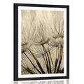 POSTER WITH MOUNT DANDELION SEEDS IN SEPIA DESIGN - BLACK AND WHITE - POSTERS