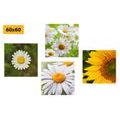 CANVAS PRINT SET MEADOW FLOWERS - SET OF PICTURES - PICTURES