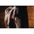 SELF ADHESIVE WALL MURAL MAJESTIC HORSE - SELF-ADHESIVE WALLPAPERS - WALLPAPERS