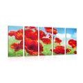 5-PIECE CANVAS PRINT POPPY FLOWERS IN A MEADOW - PICTURES FLOWERS - PICTURES