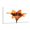 CANVAS PRINT ORANGE LILY - PICTURES FLOWERS - PICTURES