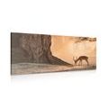 CANVAS PRINT BEAUTIFUL AFRICAN ANTELOPE - PICTURES OF ANIMALS{% if product.category.pathNames[0] != product.category.name %} - PICTURES{% endif %}