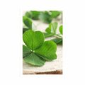 POSTER GREEN FOUR-LEAVE CLOVERS - NATURE - POSTERS