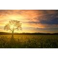 SELBSTKLEBENDE FOTOTAPETE EINSAMER BAUM - SELBSTKLEBENDE TAPETEN - TAPETEN