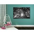 CANVAS PRINT BLACK AND WHITE MAJESTIC TREES - BLACK AND WHITE PICTURES - PICTURES