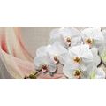 WANDBILD WEISSE ORCHIDEE AUF LEINWAND - BILDER BLUMEN - BILDER