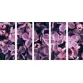5-PIECE CANVAS PRINT PURPLE LILAC FLOWERS - PICTURES FLOWERS - PICTURES