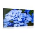 CANVAS PRINT WILD BLUE FLOWERS - PICTURES FLOWERS - PICTURES