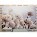 CANVAS PRINT ARCTIC COTTON FLOWERS - PICTURES FLOWERS - PICTURES