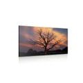 CANVAS PRINT BEAUTIFUL TREE ON THE MEADOW - PICTURES OF NATURE AND LANDSCAPE - PICTURES