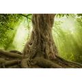 CANVAS PRINT TREE ROOT - PICTURES OF NATURE AND LANDSCAPE - PICTURES