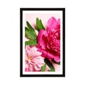 AFFICHE AVEC MONTURE DES PIVOINES DE MONTAGNE DE COULEUR ROSE - FLEURS - AFFICHES