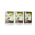 POSTER ZEN-STEINE UND ORCHIDEE - FENG SHUI - POSTER