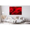 CANVAS PRINT FIELD OF WILD POPPIES - PICTURES FLOWERS - PICTURES