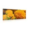 PICTURE AZTEC MARIGOLD IN YELLOW - PICTURES FLOWERS{% if kategorie.adresa_nazvy[0] != zbozi.kategorie.nazev %} - PICTURES{% endif %}