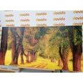 CANVAS PRINT TRAIL THROUGH THE AUTUMN FOREST - PICTURES OF NATURE AND LANDSCAPE - PICTURES