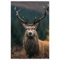 OBRAZ JELEN V PODZIMNÍ PŘÍRODĚ - OBRAZY JELENI - OBRAZY