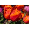 SELF ADHESIVE WALL MURAL BEAUTIFUL TULIPS IN THE MEADOW - SELF-ADHESIVE WALLPAPERS - WALLPAPERS