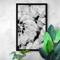 POSTER DAHLIA FLOWERS IN BLACK AND WHITE - BLACK AND WHITE - POSTERS