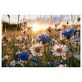 CANVASTAVLA ÄNGSBLOMMOR I SOLNEDGÅNG - BLOMTAVLOR - TAVLOR