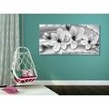 CANVAS PRINT LUXURIOUS MAGNOLIA WITH PEARLS IN BLACK AND WHITE - BLACK AND WHITE PICTURES - PICTURES