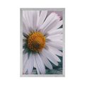 POSTER BEAUTIFUL DAISY - FLOWERS - POSTERS