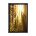 POSTER SUNRISE IN THE FOREST - NATURE - POSTERS
