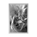 POSTER CARNATION PETALS IN BLACK AND WHITE - BLACK AND WHITE - POSTERS