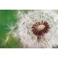 CANVAS PRINT DANDELION SEEDS - PICTURES FLOWERS{% if product.category.pathNames[0] != product.category.name %} - PICTURES{% endif %}