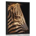 POSZTER EGY ZEBRA PORTRÉJA - ZSIRÁFOK ÉS ZEBRÁK - POSZTEREK