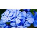 CANVAS PRINT PICTURESQUE BLUE FLOWERS - PICTURES FLOWERS - PICTURES
