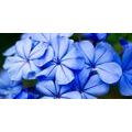 WANDBILD MALERISCHE BLAUE BLUMEN - BILDER BLUMEN - BILDER