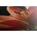 CANVAS PRINT BEAUTIFUL PINK LILY ON A BLACK BACKGROUND - PICTURES FLOWERS - PICTURES