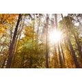 SELF ADHESIVE WALL MURAL FOREST IN AUTUMN COLORS - SELF-ADHESIVE WALLPAPERS - WALLPAPERS